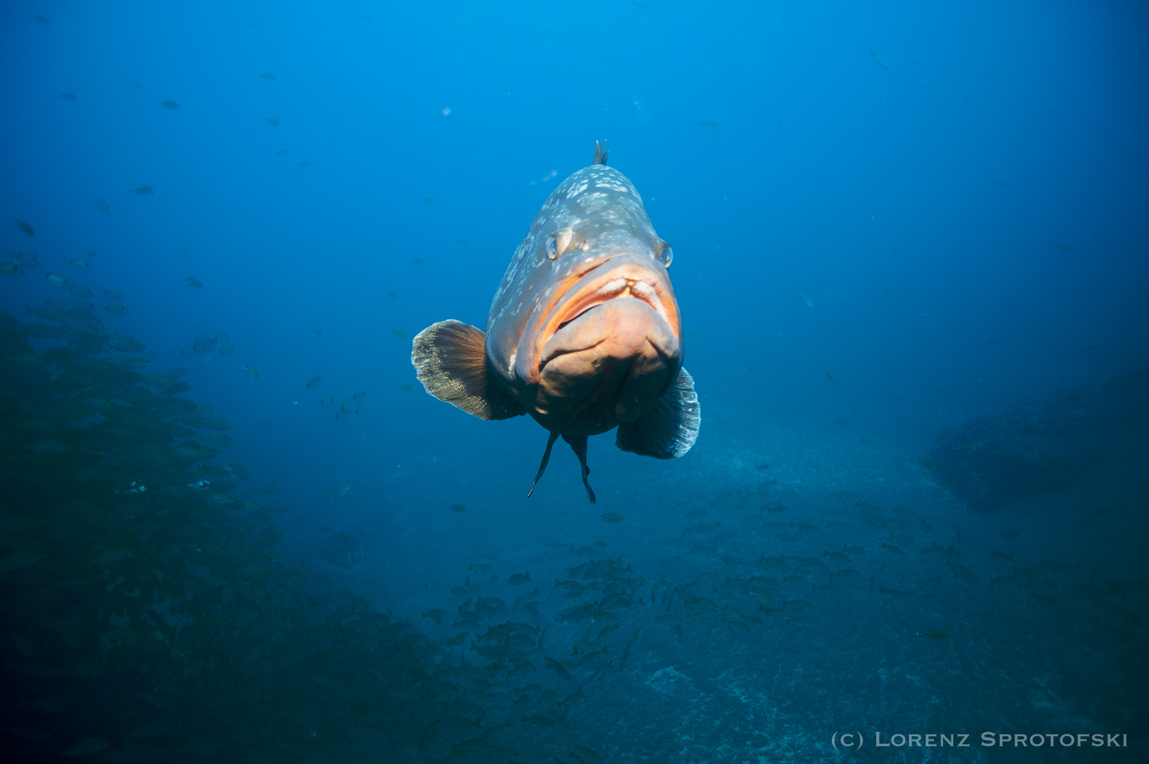 Grouper/Zackenbarsch + Fischschwarm