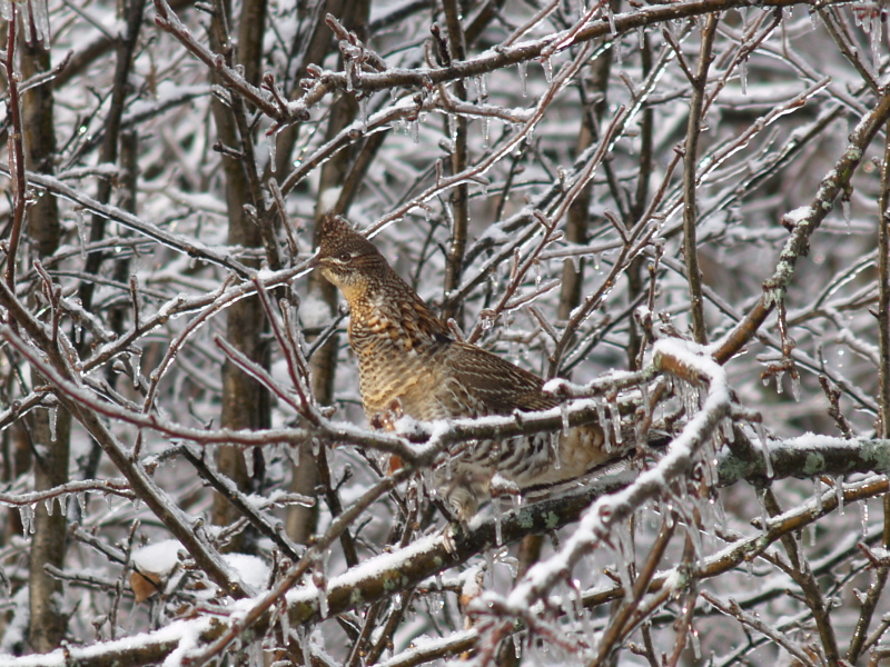 Grouse in an Apple Tree