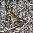 Grouse in an Apple Tree