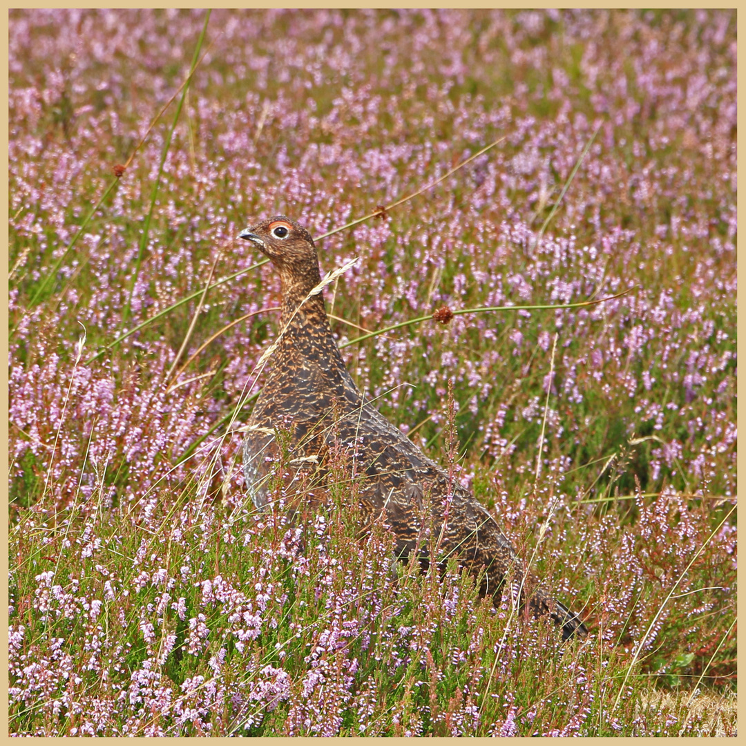 grouse in heather