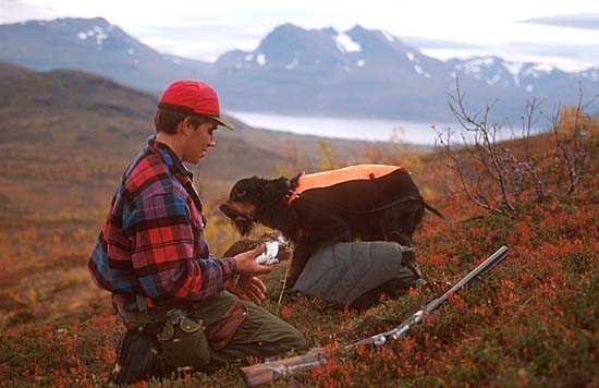 Grouse jagt in Norwegen