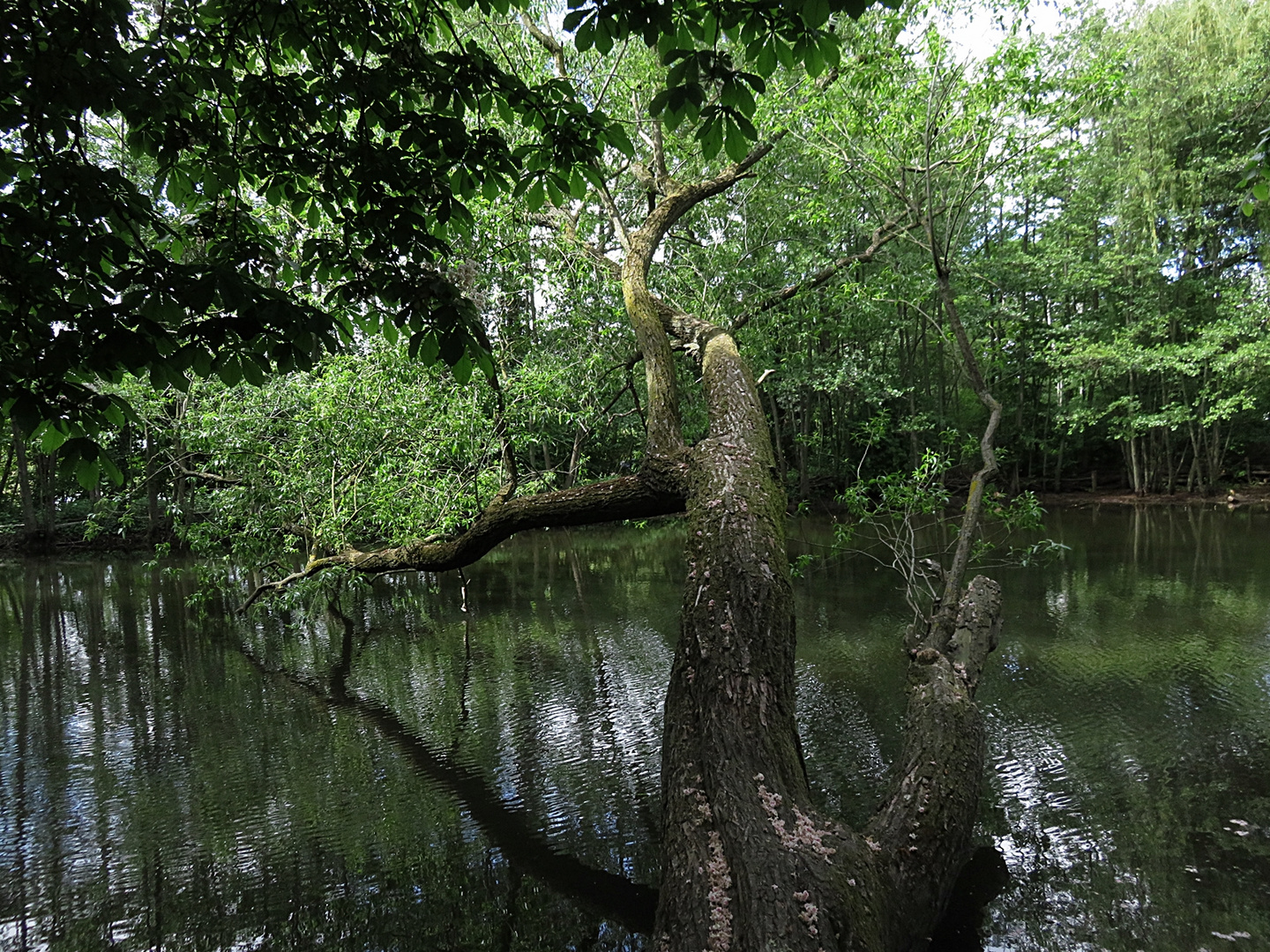 Grouvener Weiher