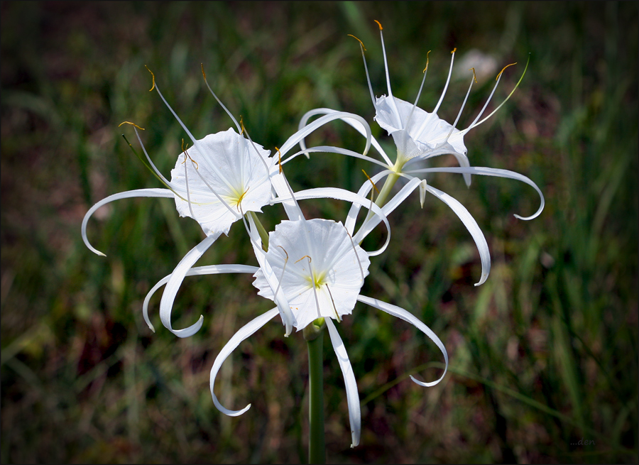 Growing along the road.......