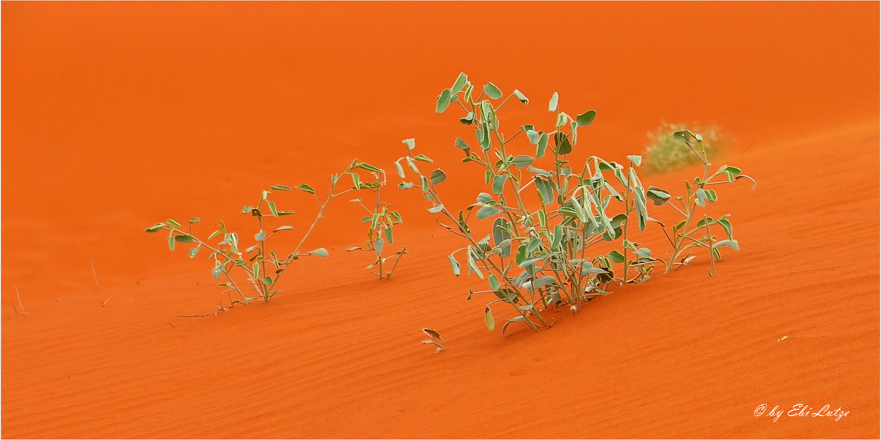 ** Growing on red Sand / Windorah red Dunes **