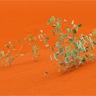 ** Growing on red Sand / Windorah red Dunes **