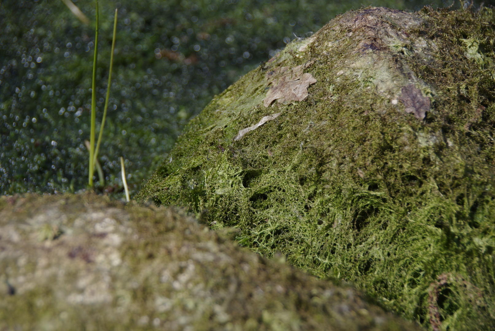 growing on stones