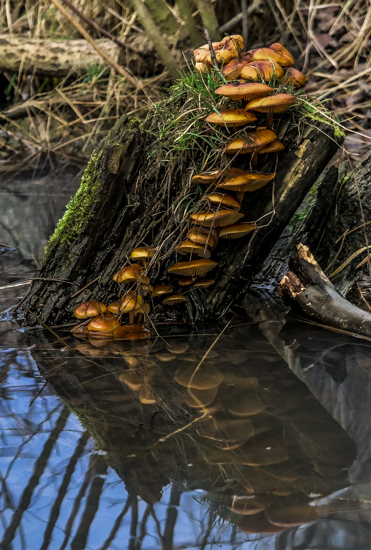 Growing out the water