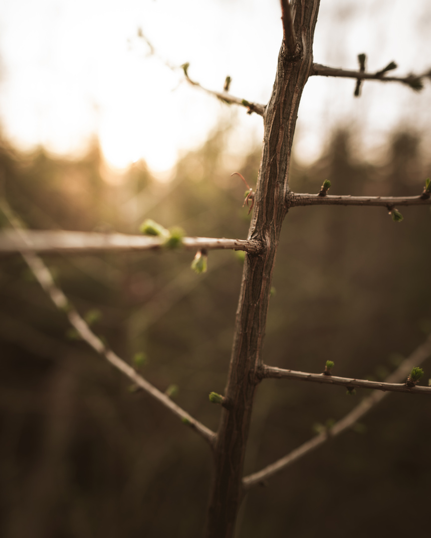 Growing tree in the sun