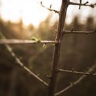 Growing tree in the sun