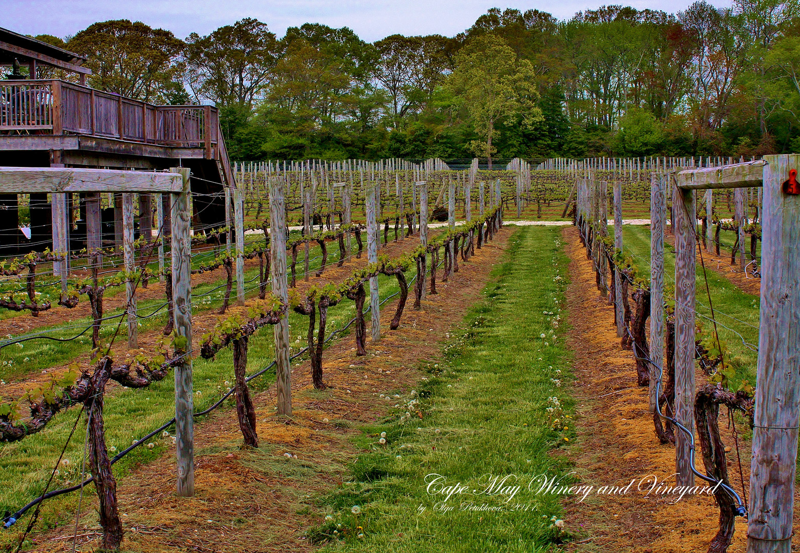 Growing wine, no grapes yet.