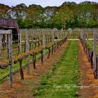 Growing wine, no grapes yet.