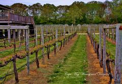 Growing wine, no grapes yet.