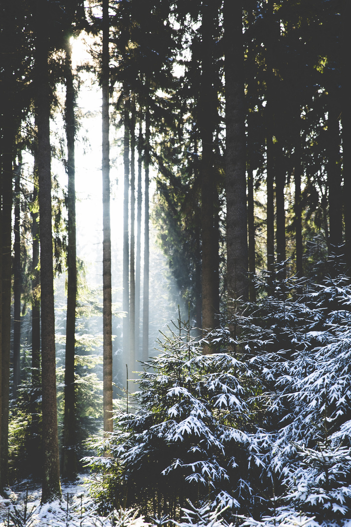 Grpßer Feldberg