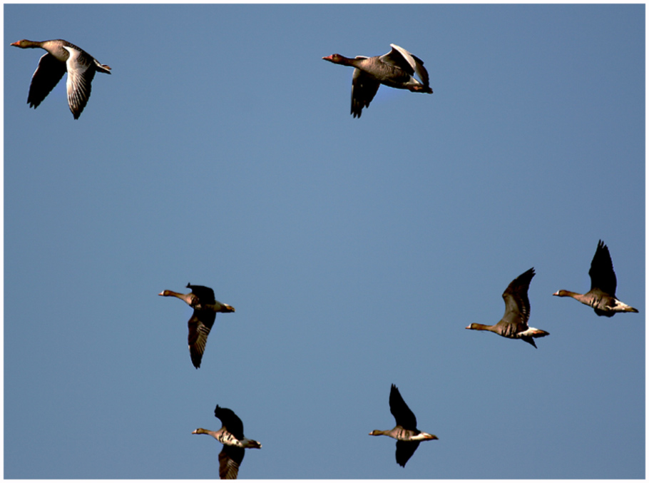 Grraugänse und Blässgänse im Flug