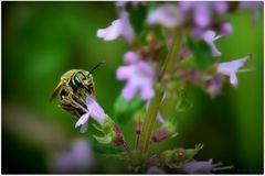 Grrrr... j'aime pas me faire photographier !!!