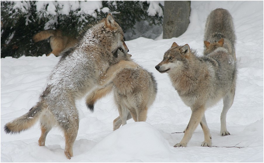 Grrrrr!! Ich bin der Grosse Böse Wolf ...