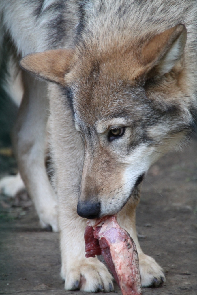 Grrrrr... Macht mir bloß nicht mein Essen streitig...