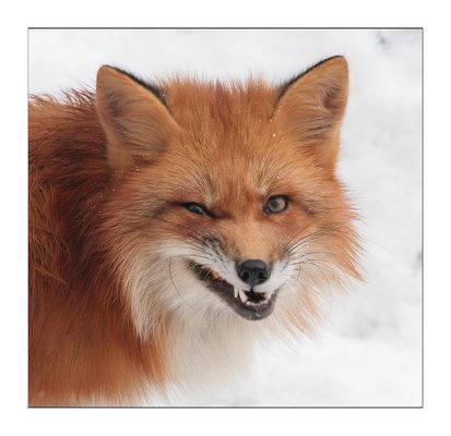 Grrrrrrrrrrrrrrrrrrr !