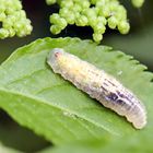 gr.Schwebfliegenlarve,Syrphus ribesii,älter