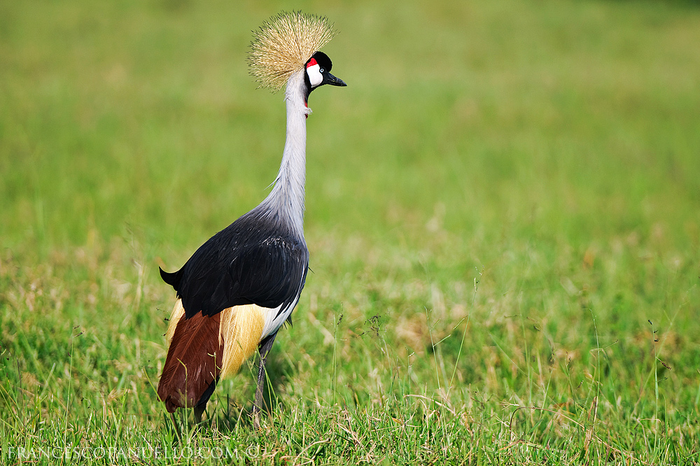 Gru coronata - Ndutu Tanzania 02/2010