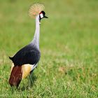 Gru coronata - Ndutu Tanzania 02/2010