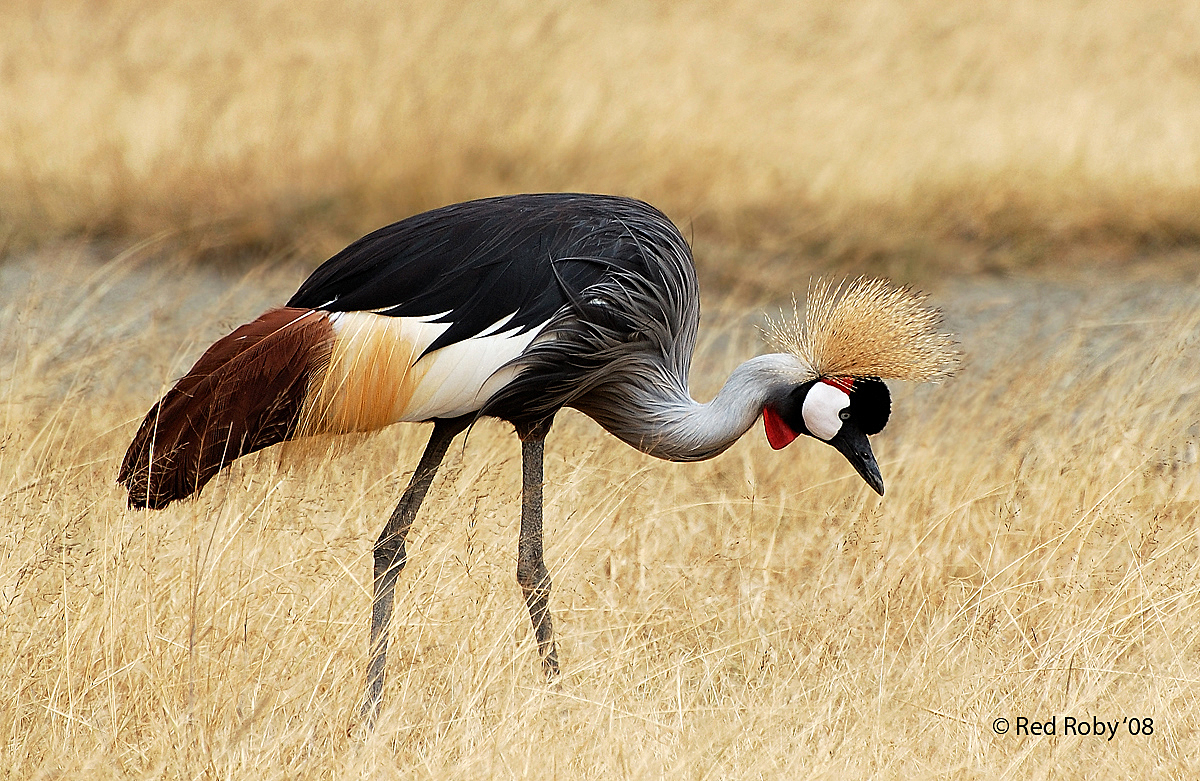 Gru Coronata (Tanzania)