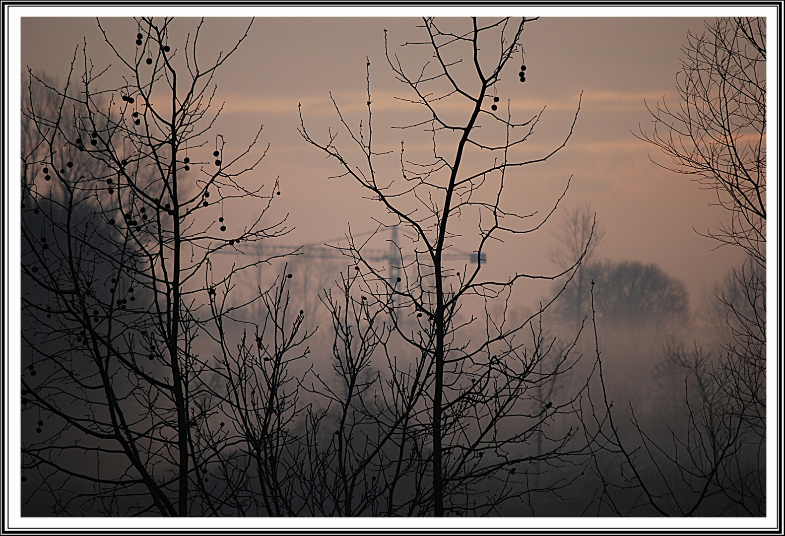 Gru nella nebbia....