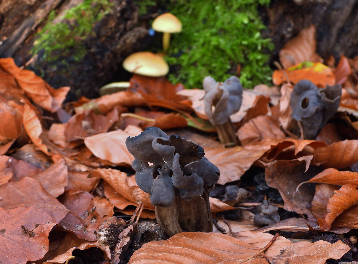 Gruben-Lorchel (Helvella lacunosa)