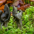 Grubenlorchel (Helvella lacunosa)