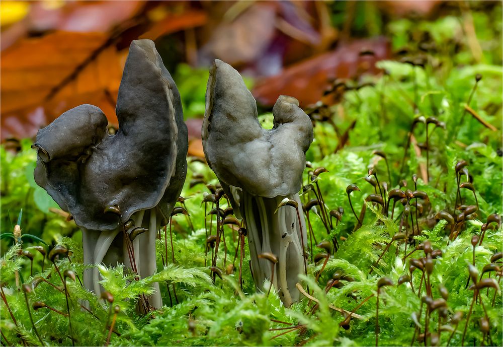 Grubenlorchel (Helvella lacunosa)