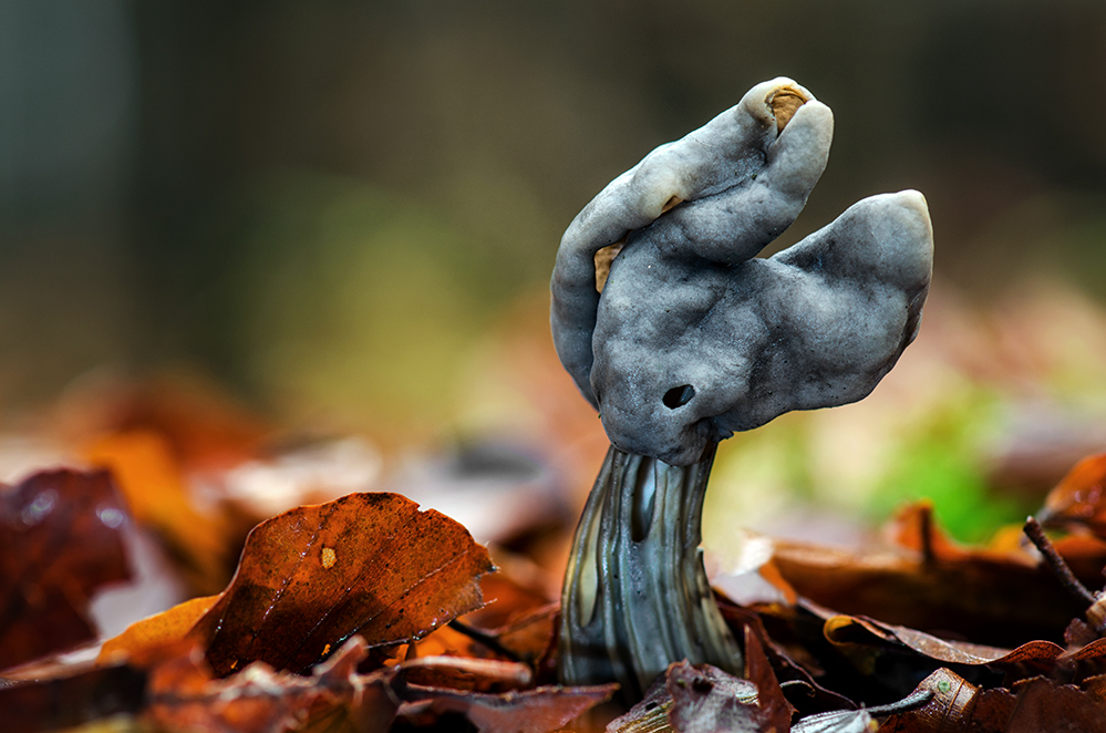 Grubenlorchel (Helvella lacunosa)