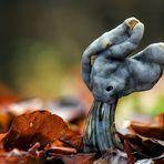 Grubenlorchel (Helvella lacunosa)