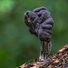 Grubenlorchel ( Helvella lacunosa )