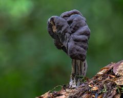 Grubenlorchel ( Helvella lacunosa )