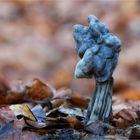 Grubenlorchel (Helvella lacunosa, syn. H. sulcata)