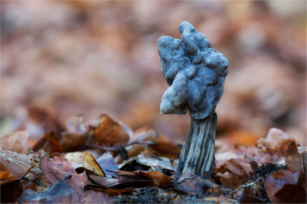 Grubenlorchel (Helvella lacunosa, syn. H. sulcata)