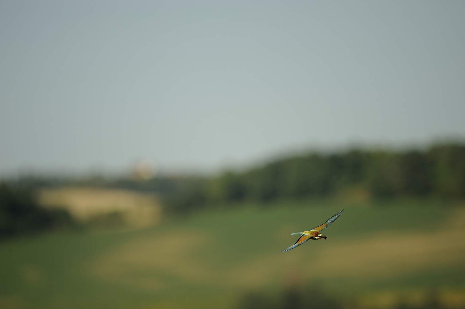 Gruccione in volo