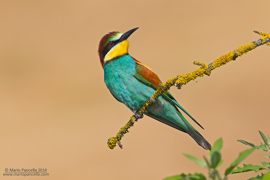 Gruccione (Merops apiaster)