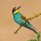 Gruccione (Merops apiaster)