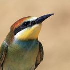 Gruccione (Merops apiaster)