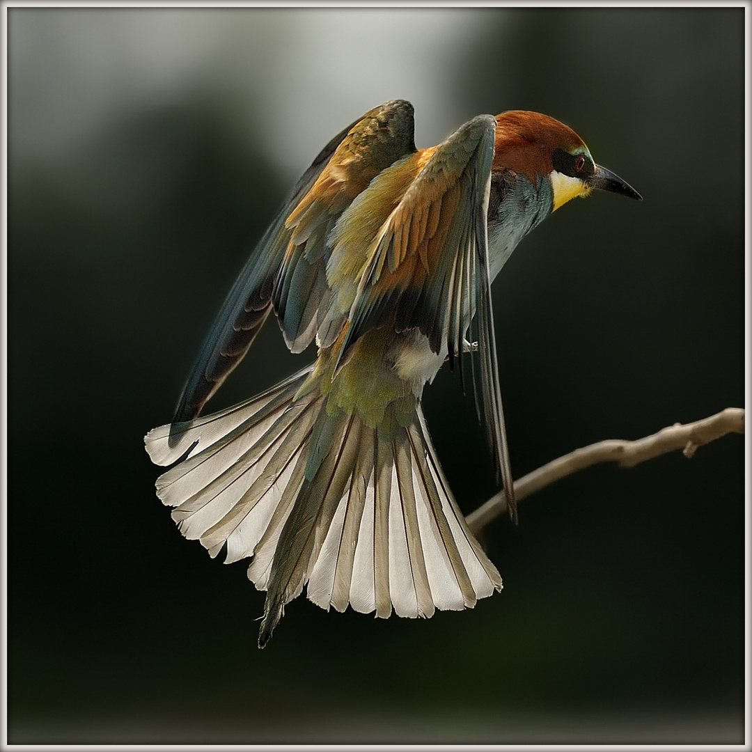 Gruccione - Merops apiaster