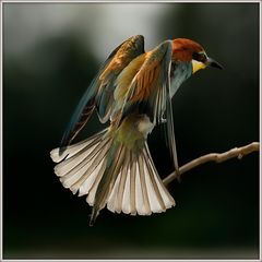 Gruccione - Merops apiaster