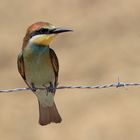 Gruccione (Merops apiaster)