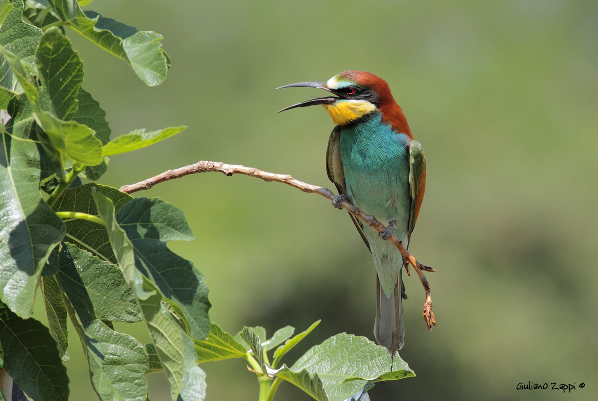 Gruccione (Merops apiaster).