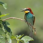 Gruccione (Merops apiaster).