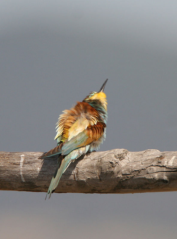 Gruccione (Merops apiaster)