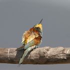 Gruccione (Merops apiaster)