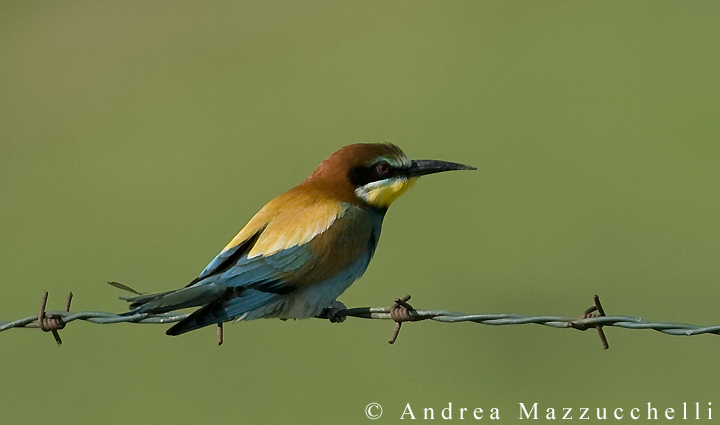 Gruccione (Merops apiaster)