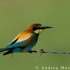 Gruccione (Merops apiaster)