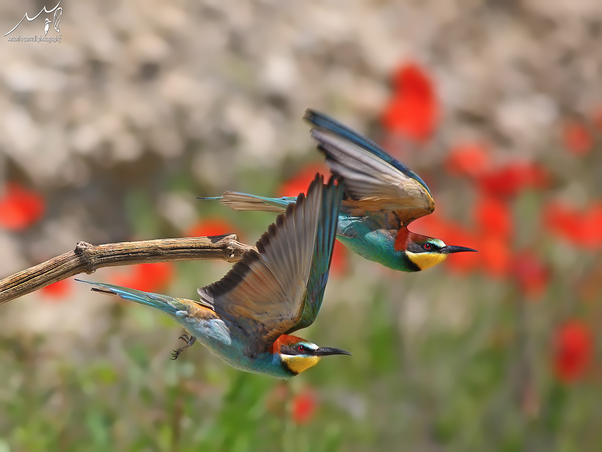 Gruccioni in partenza